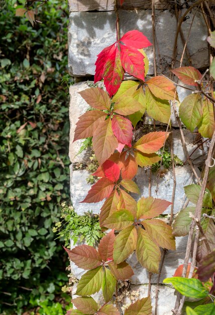 A plant Parthenocissus quinquefolia grows on a wall on a sunny autumn day close-up