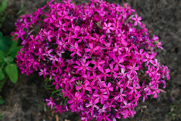 Plant phlox awlshaped Lots of pink flowers Summer nature background