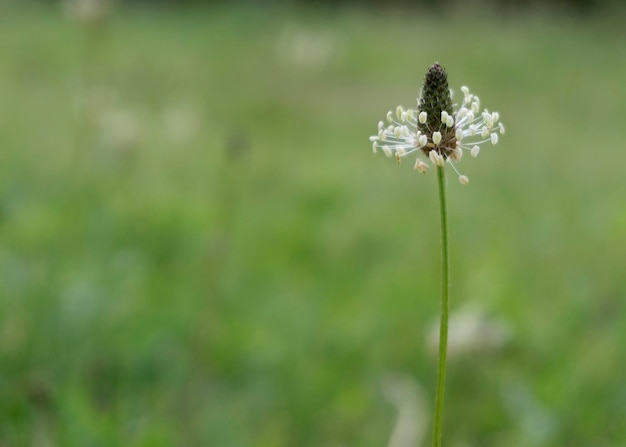 Plant plantain lanceolate Plantago lanceolata