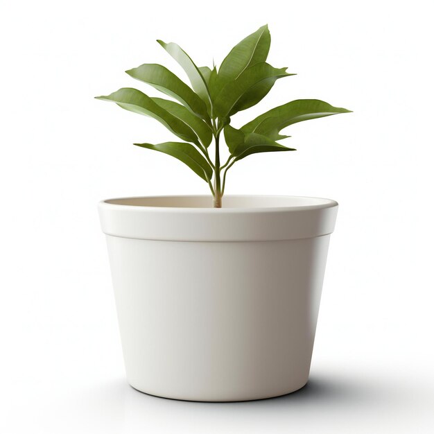 Plant in pot isolated on white background