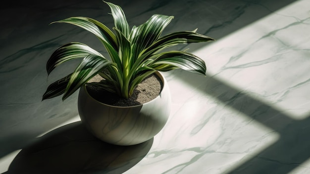 A plant in a pot on a marble table