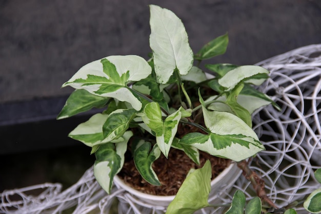 Photo a plant in a pot that has green leaves on it