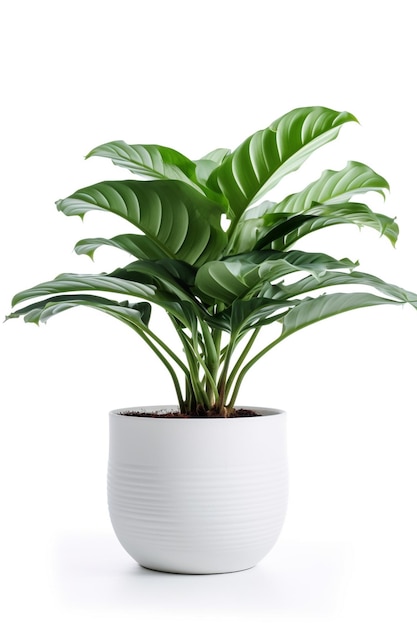 A plant in a pot with the leaves of a plant