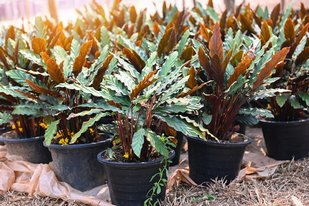 Plant in pot with natural background of Calathea leaves Ornamental plant for garden decoration Calathea Rufibarba Fenzl