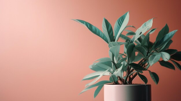 A plant in a pot with a pink background