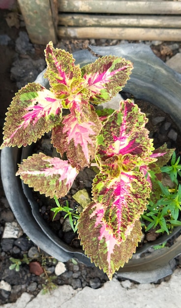 Photo a plant in a pot with the pink and green leaves.