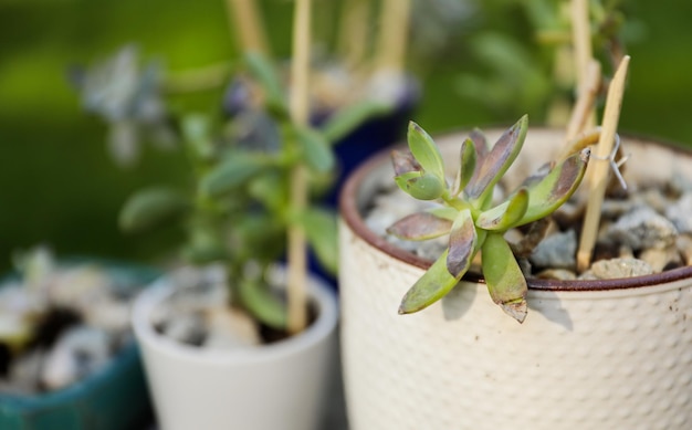 A plant pot with a plant in it