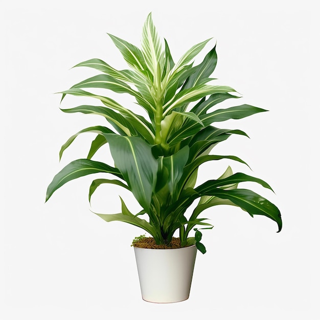 A plant in a pot with a white background