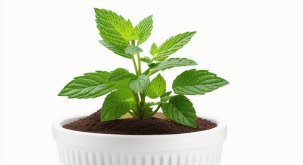 A plant in a pot with a white background.