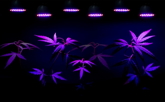 Plant sapling cannabis growing in pot with LED grow light