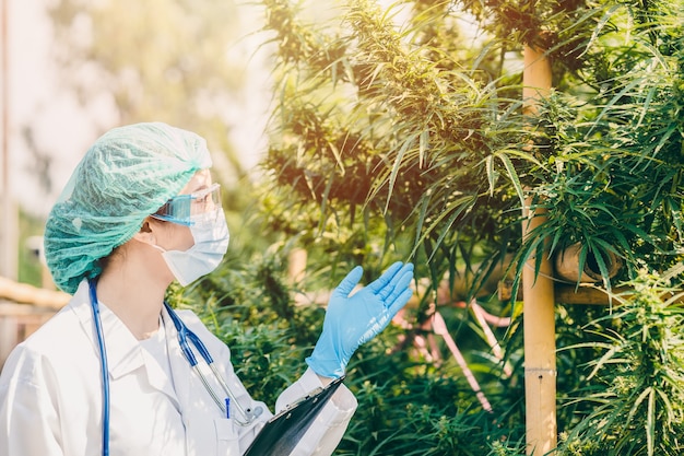 Plant scientist working in Sativa Cannabis agriculture farm for research hemp to use in hospital sleep and cancer medications treatment