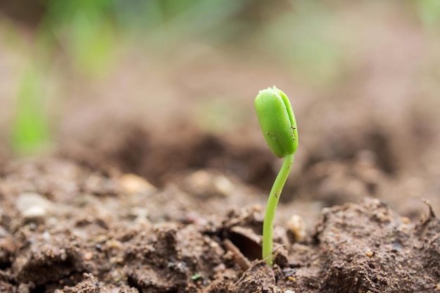 Plant seedlings on the ground