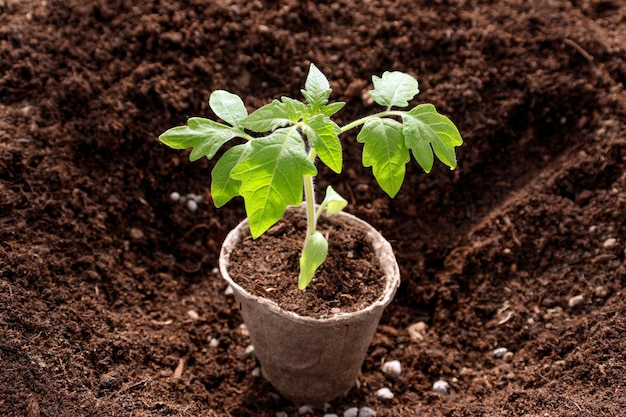 Plant seedlings seedlings in peat potsBaby plants seeding black hole trays