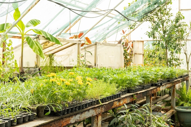 Plant seedlings in small plastic pots in greenhouse. Sale of plants, seedlings and flowers for home gardening.