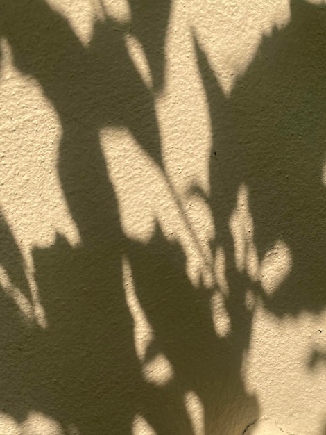 Plant shadow on a wall in the sun