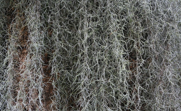 Plant, Spanish Moss 