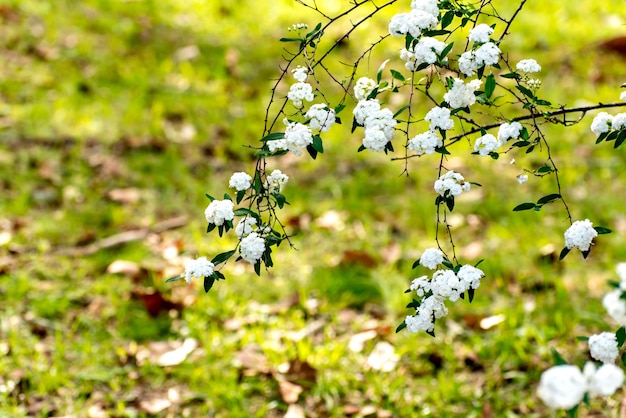 Plant Spiraea cantoniensis or bridalwreath spirea selective focus