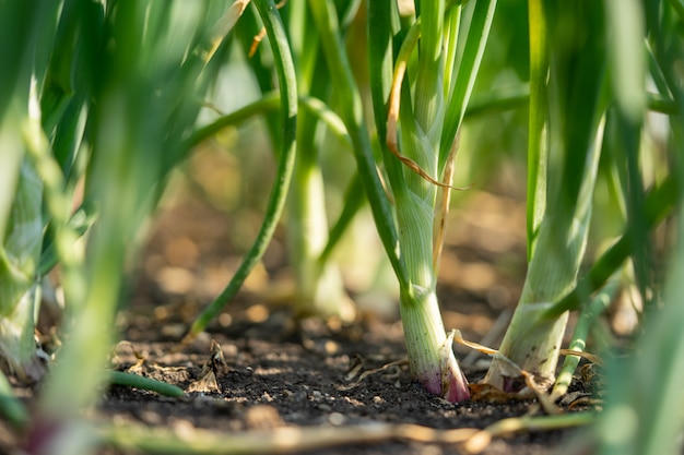 Plant spring onions that are growing in season. In the fertile areas 