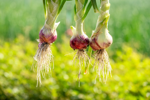 Plant spring onions that are growing in season. In the fertile areas 