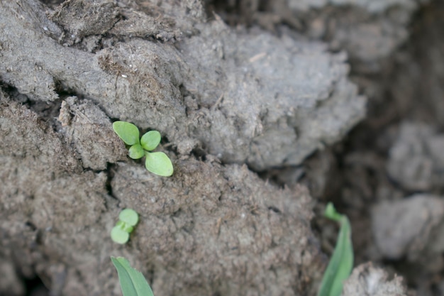 The plant sprouts in dung