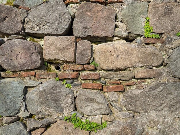 A plant on a stone wall Plants grow on an old stone wall Old masonry Remains of ancient architecture