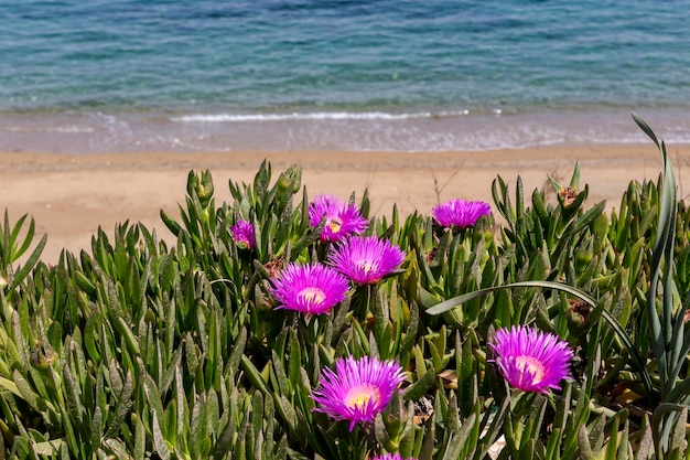 The plant succulent Carpobrotus acinaciformis closeup