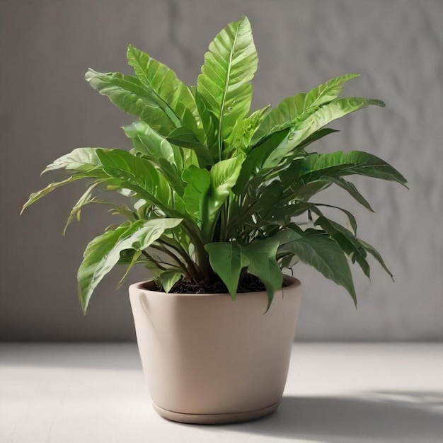 a plant that is in a pot on a table