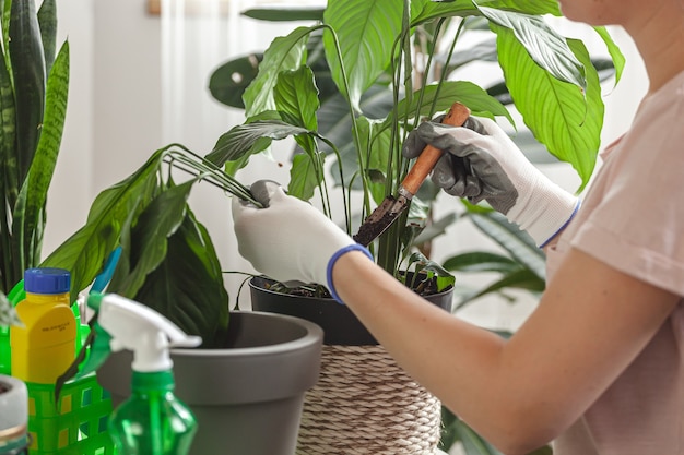 Plant transplant, woman care houseplant and transplanting plant