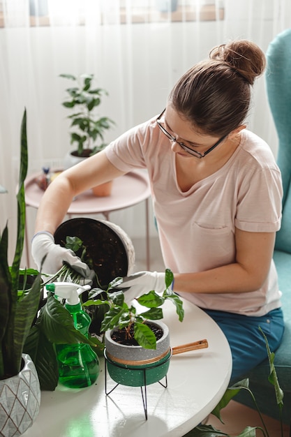 Plant transplant, woman care houseplant and transplanting plant