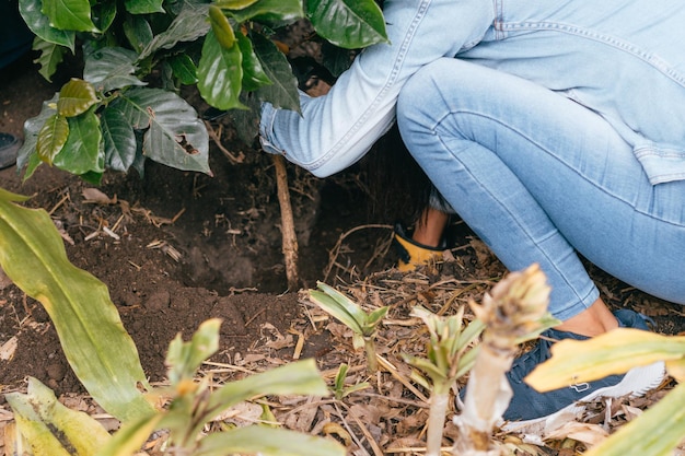 Plant a tree for natural background Plant coffee plants in fresh natural green