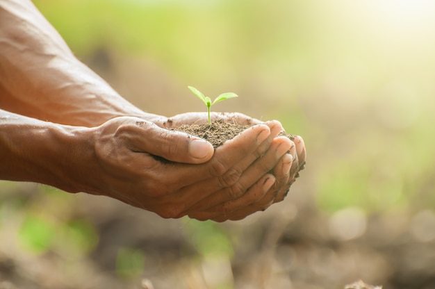 Plant a tree