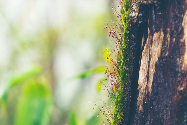 Plant in tropical forest, nature life