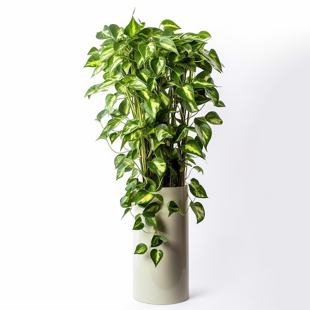 A plant in a vase with a white background