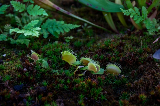 Plant Venus flytrap a species of carnivorous plants from a monotypic genus