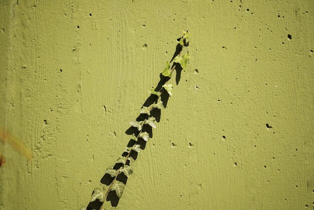 Photo plant vine on green wall