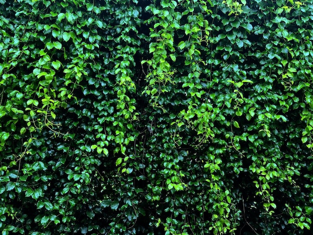 Plant wall with lush green colors variety plant forest garden on walls leaf various fern leaves jungle palm and flower decorate in the garden rainforest background