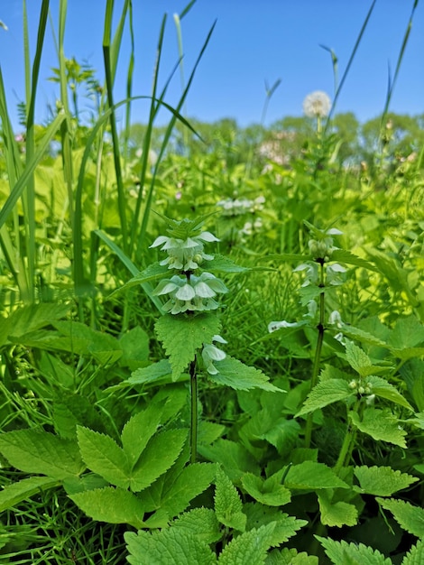 Plant white dead nettle snakeflower suckbottle