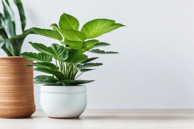 a plant in a white pot sits on a table next to a potted plant