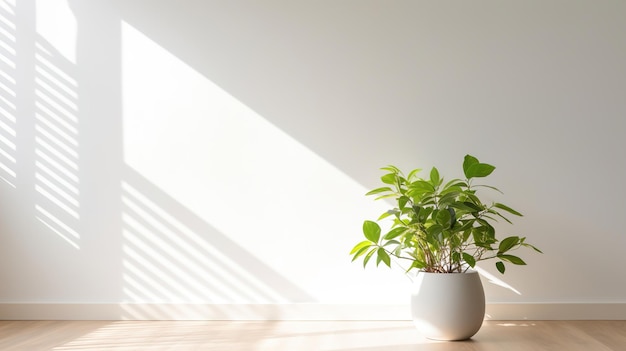 a plant in a white pot sits on a wooden floor in a room with a white wall.