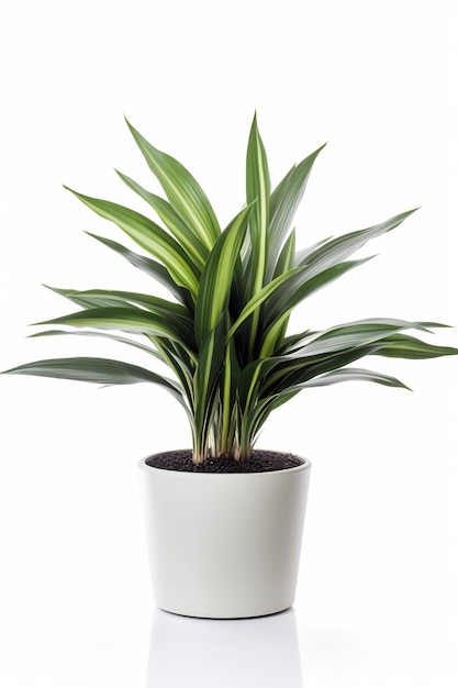 A plant in a white pot with a white background