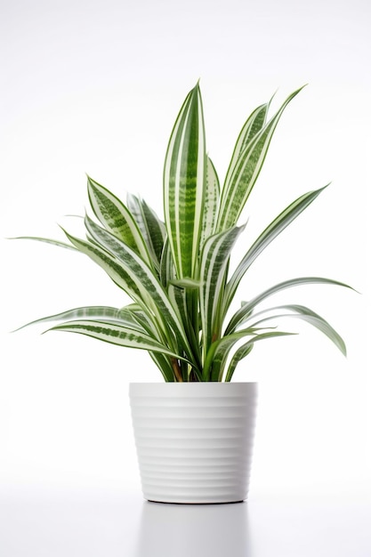 A plant in a white pot with a white background