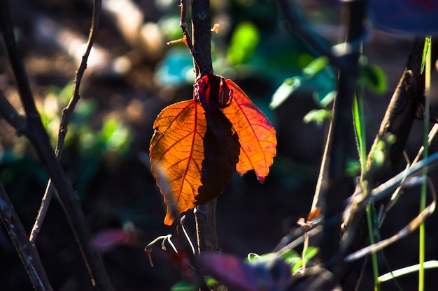 Plant with beautiful leaves reflecting in the natural light