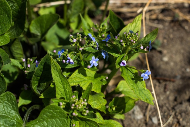 A plant with blue flowers and green leaves with the word " sweet pea " on it.