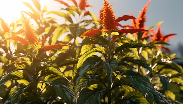 A plant with bright red flowers in the sun