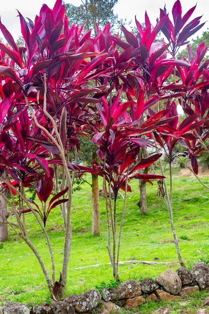 A plant with bright red leaves Cordyline fruticosa Rubra in the garden Tropical plants