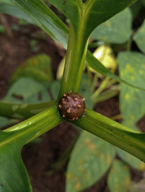 A plant with a brown spot on it