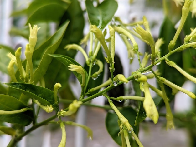 A plant with flowers bud and rainfall drop