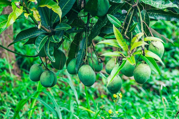 a plant with green fruits that says  melon