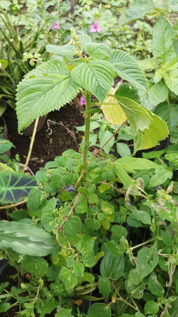 A plant with a green leaf and a green leaf