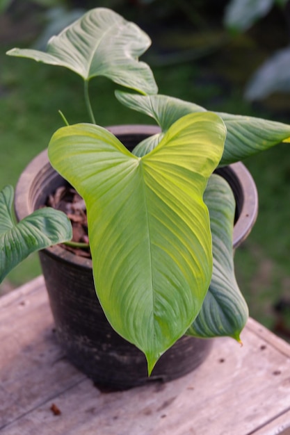 Photo a plant with a green leaf that has the number 3 on it